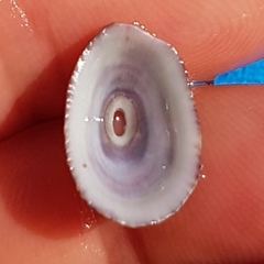 Fissurella nubecula