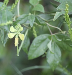 Vigna luteola