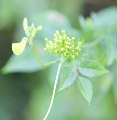 Vigna luteola