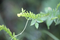 Vigna luteola