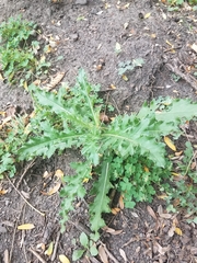 Cirsium arvense