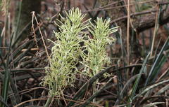 Sansevieria aethiopica