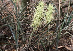 Sansevieria aethiopica