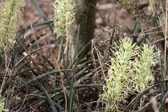 Sansevieria aethiopica