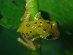 Dendropsophus triangulum