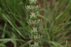 Crassula capitella nodulosa