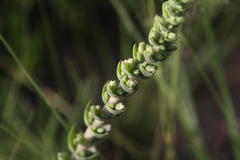 Crassula capitella nodulosa
