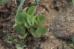 Crassula capitella nodulosa