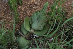 Crassula capitella nodulosa