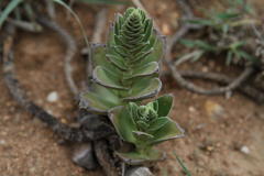 Crassula capitella nodulosa
