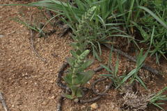 Crassula capitella nodulosa
