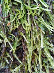 Rhynchostegium murale