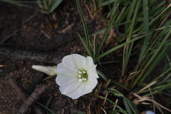 Ipomoea simplex
