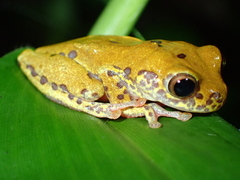 Dendropsophus triangulum