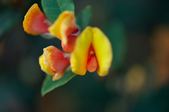Bossiaea ornata