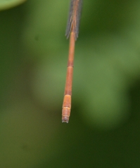 Ceriagrion olivaceum