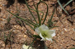 Ipomoea simplex