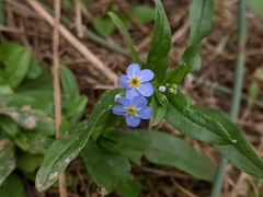 Myosotis