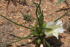 Ipomoea simplex