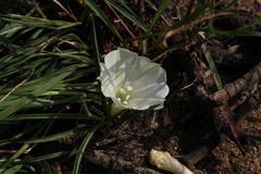 Ipomoea simplex