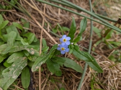 Myosotis