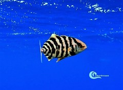 Seriola fasciata