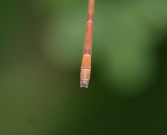 Ceriagrion olivaceum