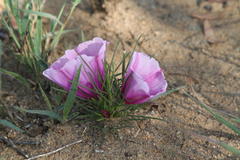 Ipomoea bolusiana