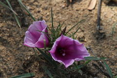 Ipomoea bolusiana
