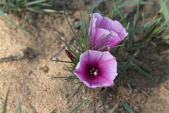 Ipomoea bolusiana