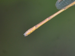 Ceriagrion olivaceum