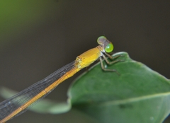 Ceriagrion olivaceum