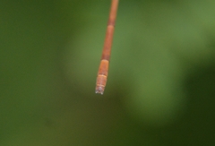 Ceriagrion olivaceum