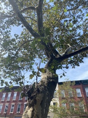 Platanus