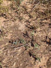 Hoffmannseggia drepanocarpa