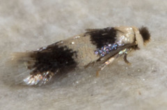 Stigmella nigriverticella