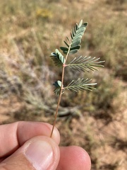 Hoffmannseggia drepanocarpa