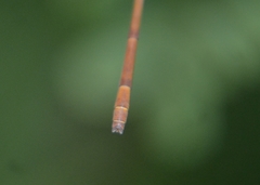 Ceriagrion olivaceum
