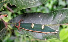 Charaxes wakefieldi
