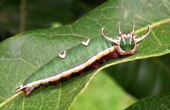 Charaxes wakefieldi