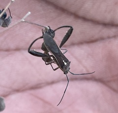 Mirperus jaculus