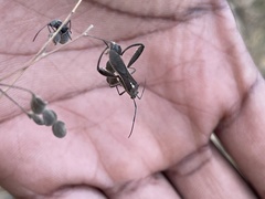 Mirperus jaculus