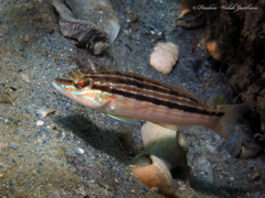 Sand Perch photo 5