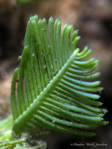 Caulerpa sertularioides