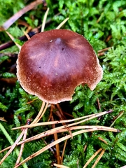 Cortinarius comptulus