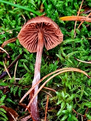 Cortinarius comptulus