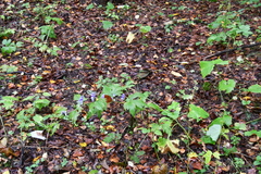 Aconitum axilliflorum