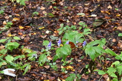 Aconitum axilliflorum