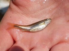 Chrosomus erythrogaster