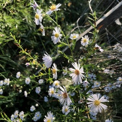 Symphyotrichum